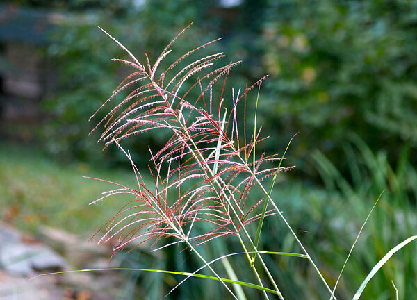Miscanthus sinensis Nippon