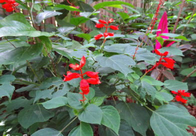 Pingo de sangue – Ruellia brevifolia