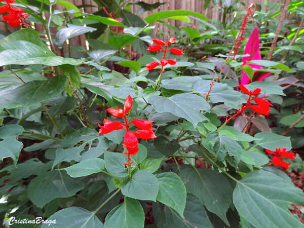 Pingo de sangue - Ruellia brevifolia