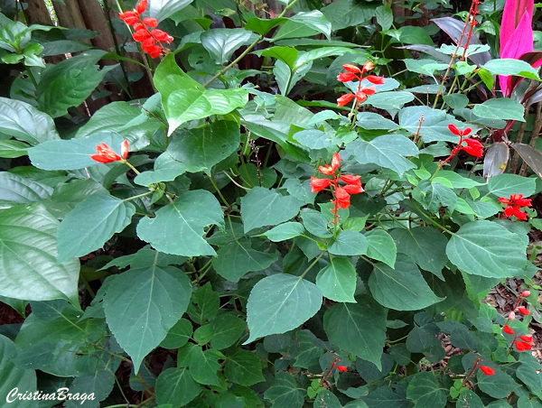 Pingo de sangue - Ruellia brevifolia