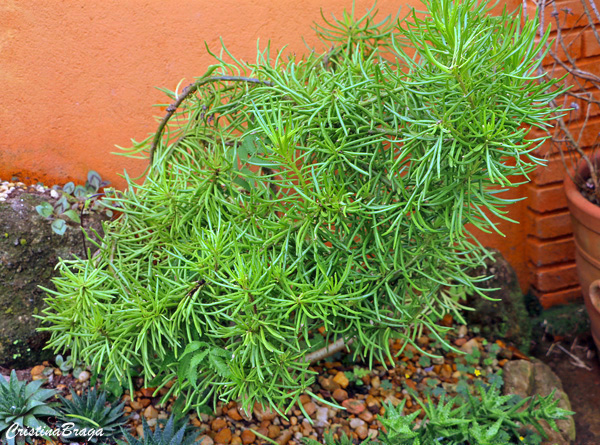 Planta palito