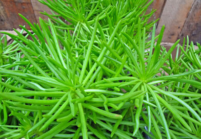 Planta palito – Senecio barbertonicus “Himalaya”