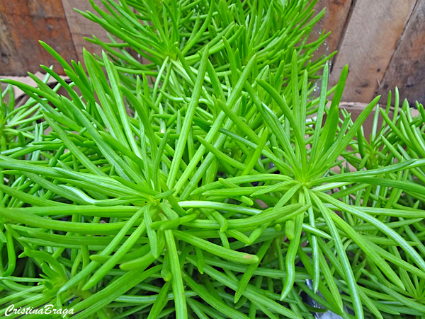 Planta palito