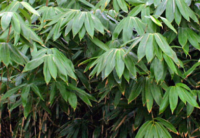 Sasa palmata