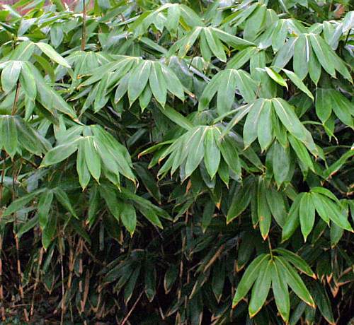 Sasa palmata