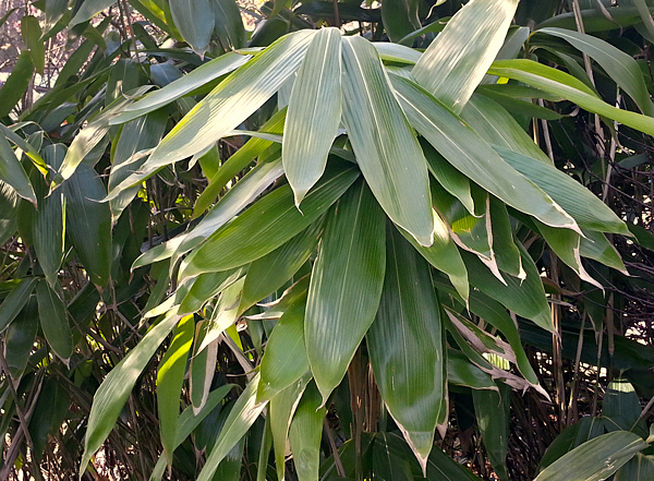 Sasa palmata