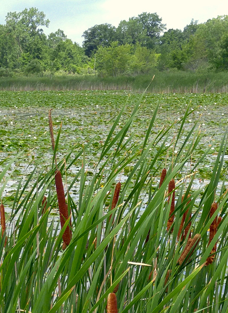 Taboa - Typha domingensis