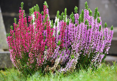 Urze – Calluna vulgaris