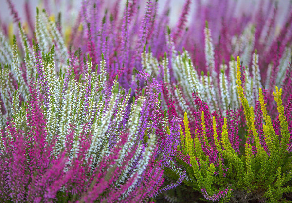 Urze - Calluna vulgaris