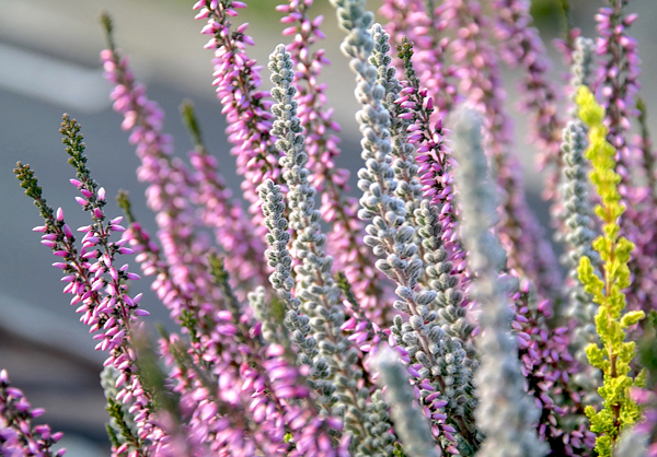 Urze - Calluna vulgaris