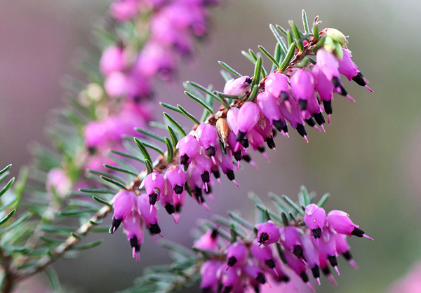 Urze - Calluna vulgaris