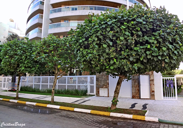 Algodoeiro da Praia