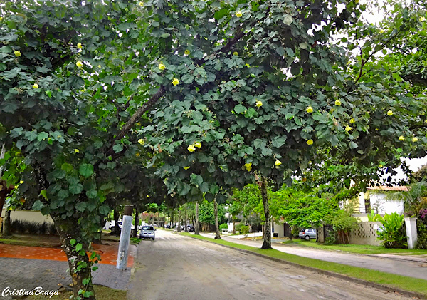 Algodoeiro da Praia