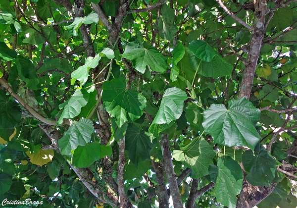 Algodoeiro da Praia