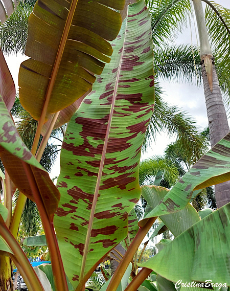 Bananeira Zebrina - Musa acuminata Zebrina