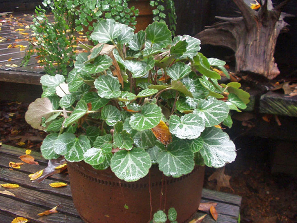 Begônia morango - Saxifraga stolonifera