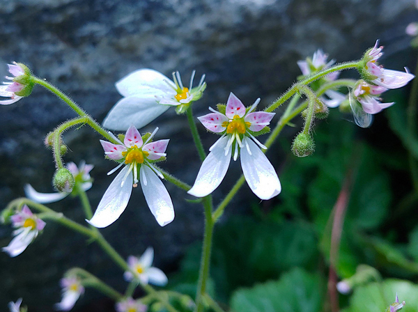 Begônia morango - Saxifraga stolonifera