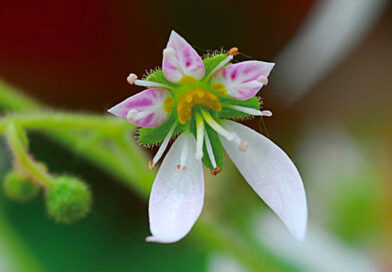 Begônia morango – Saxifraga stolonifera