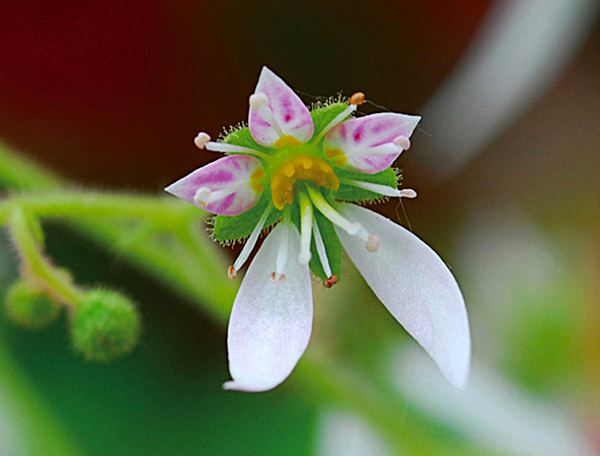 Begônia morango - Saxifraga stolonifera