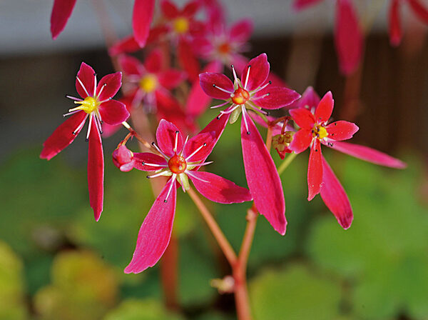 Begônia morango - Saxifraga stolonifera
