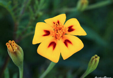 Calêndula limão – Tagetes tenuifolia