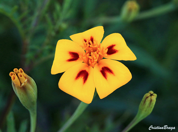 Calêndula limão - Tagetes tenuifolia