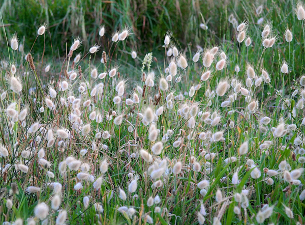 Capim Cauda de Coelho - Lagurus ovatus