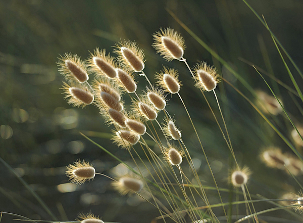 Capim Cauda de Coelho - Lagurus ovatus