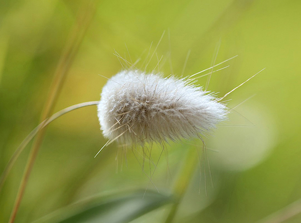 Capim Cauda de Coelho - Lagurus ovatus