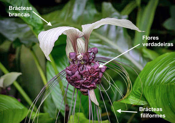 Flor morcego branca - Tacca integrifolia