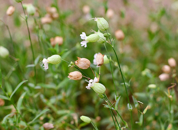 Silene vulgaris