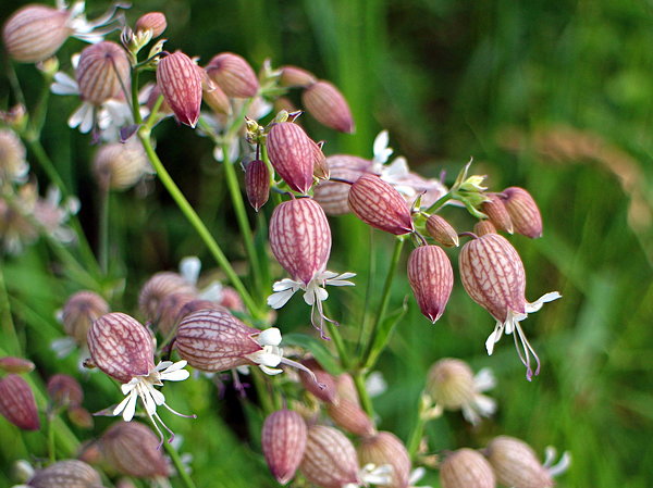 Silene vulgaris