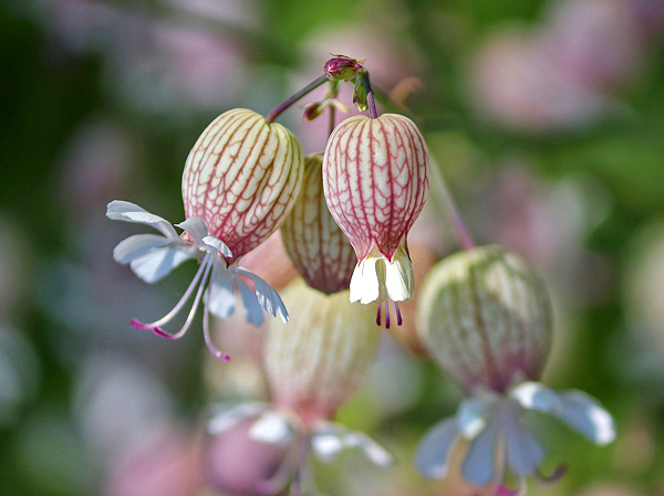 Silene vulgaris