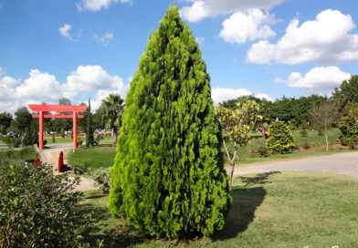 Tuia da China – Platycladus orientalis