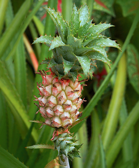 Abacaxizinho do Cerrado - Ananas ananassoides