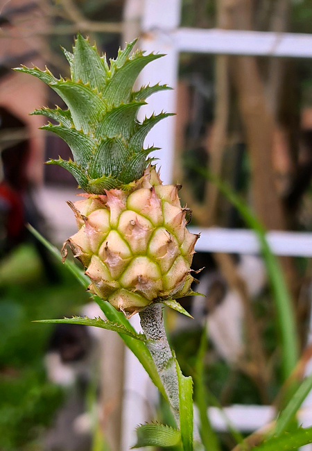 Abacaxizinho do Cerrado - Ananas ananassoides