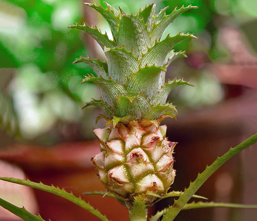 Abacaxizinho do Cerrado - Ananas ananassoides