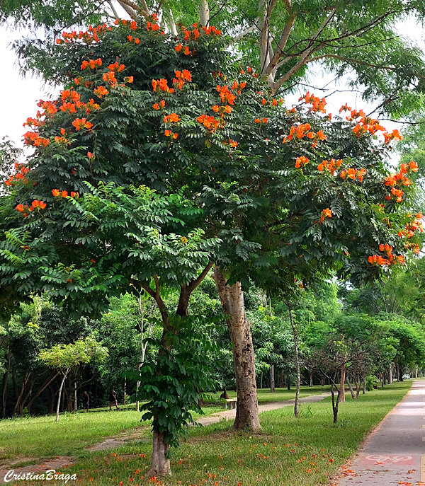 Espatódea - Spathodea campanulata