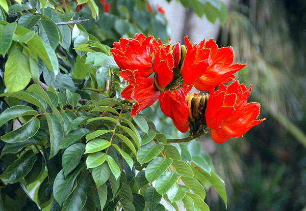 Espatódea - Spathodea campanulata