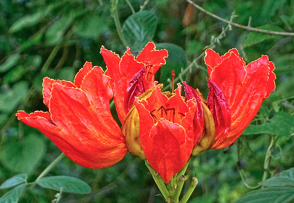 Espatódea - Spathodea campanulata