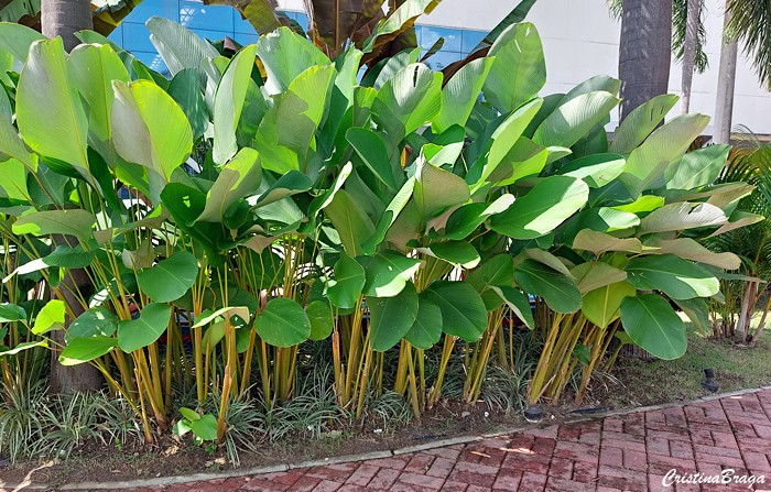 Maranta charuto - Calathea lutea
