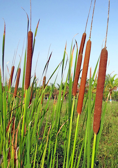 Taboa - Typha domingensis