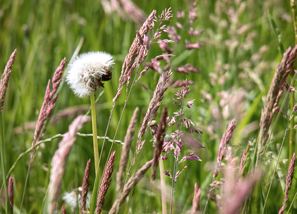 Grama roxa - Molinia caerulea