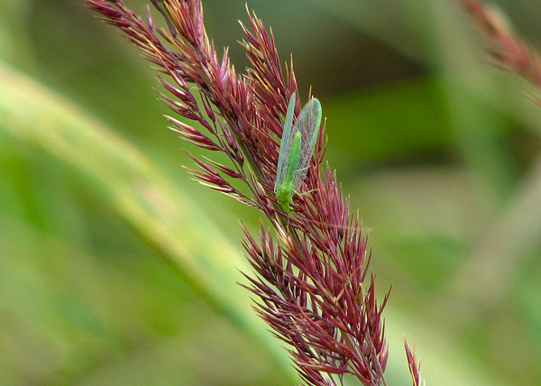 Grama roxa - Molinia caerulea