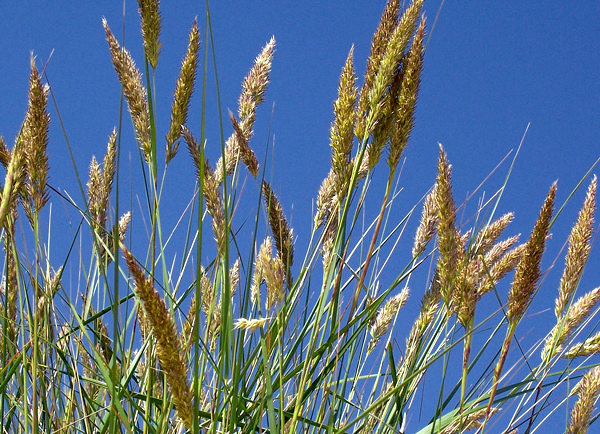 Grama roxa – Molinia caerulea