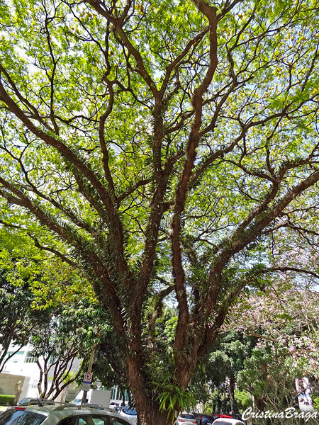 Sibipiruna - Cenostigma pluviosum