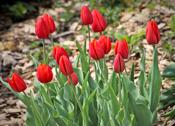 Tulipa