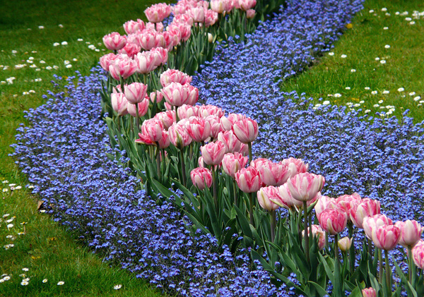 Tulipa - Tulipa hybrida