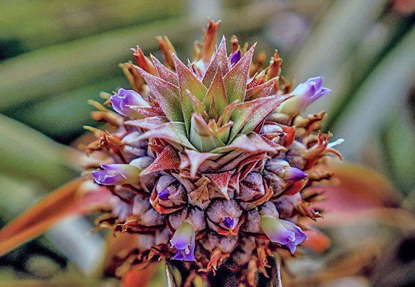 Abacaxi - Ananas comosus
