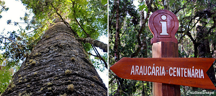 Parque Estadual de Campos do Jordão